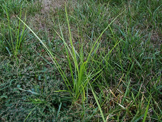 Nut Sedge